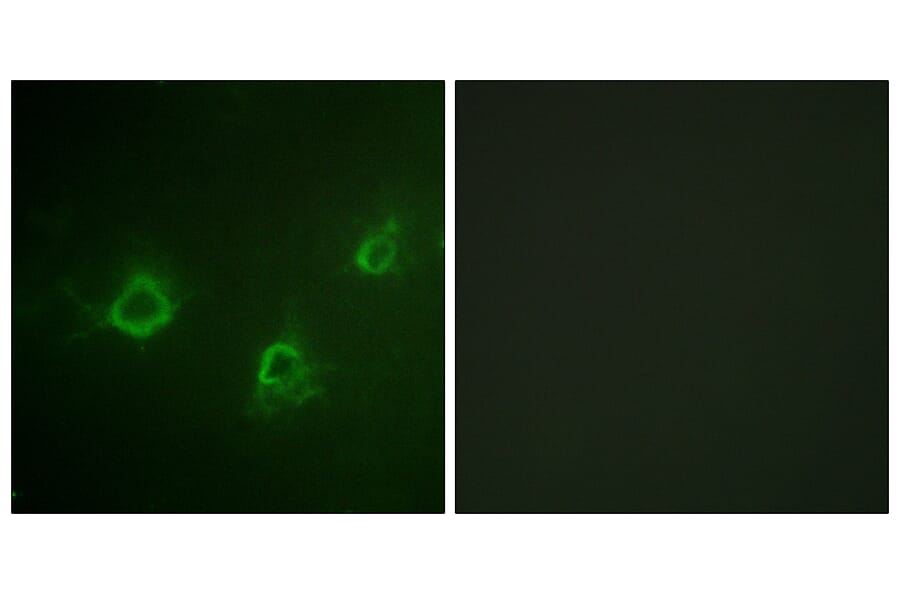 Immunofluorescence - Anti-PLCG1 Antibody (B0551) - Antibodies.com