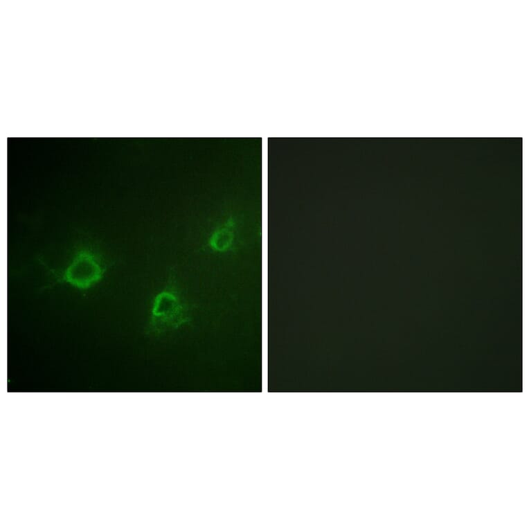 Immunofluorescence - Anti-PLCG1 Antibody (B0551) - Antibodies.com