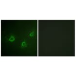 Immunofluorescence - Anti-PLCG1 Antibody (B0551) - Antibodies.com