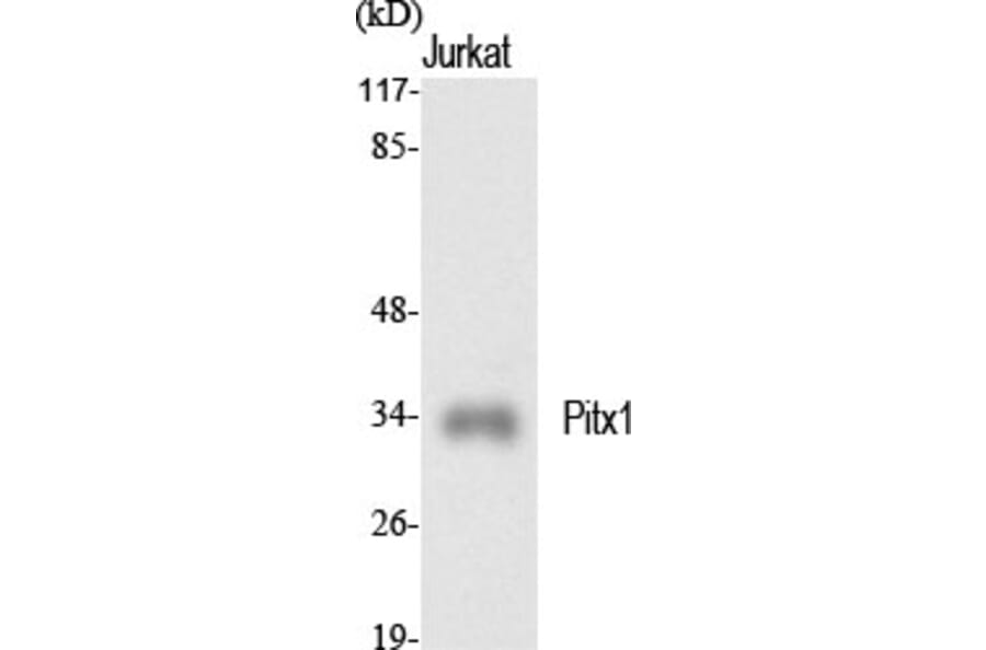 Western Blot - Anti-PITX1 Antibody (C10791) - Antibodies.com