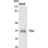 Western Blot - Anti-PITX1 Antibody (C10791) - Antibodies.com