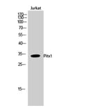 Western Blot - Anti-PITX1 Antibody (C10791) - Antibodies.com