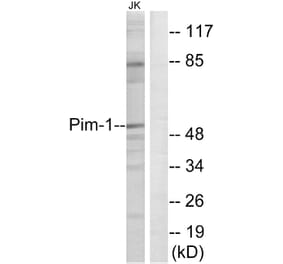 Western Blot - Anti-Pim-1 Antibody (B0712) - Antibodies.com