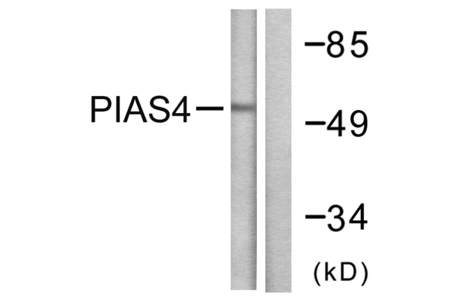 Western Blot - Anti-PIAS4 Antibody (C0364) - Antibodies.com