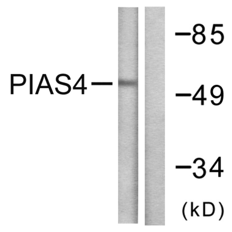 Western Blot - Anti-PIAS4 Antibody (C0364) - Antibodies.com