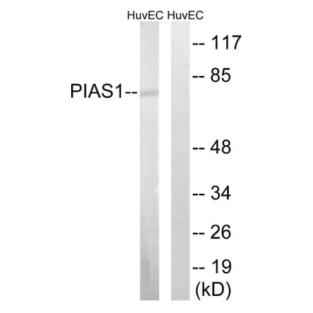 Western Blot - Anti-PIAS1 Antibody (C0361) - Antibodies.com