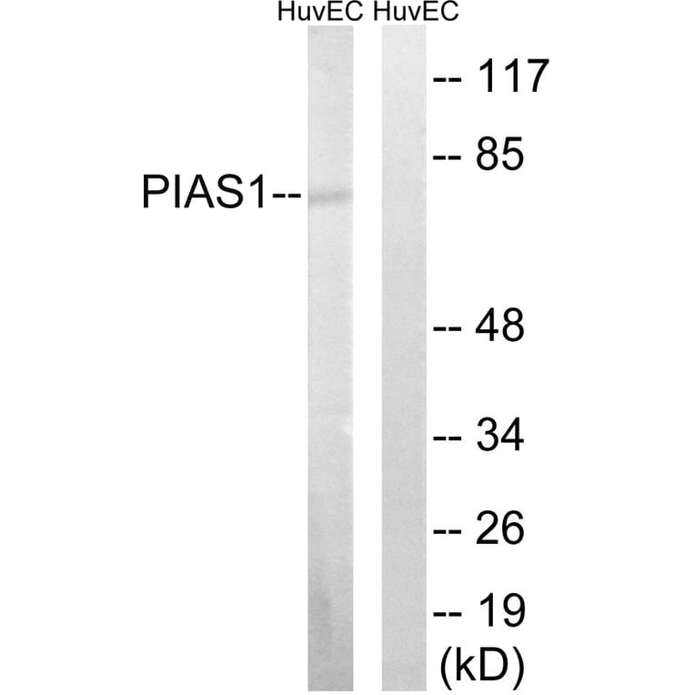 Western Blot - Anti-PIAS1 Antibody (C0361) - Antibodies.com