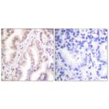 Immunohistochemistry - Anti-PIAS1 Antibody (C0361) - Antibodies.com