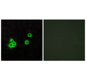 Immunofluorescence - Anti-PEA15 Antibody (C13100) - Antibodies.com