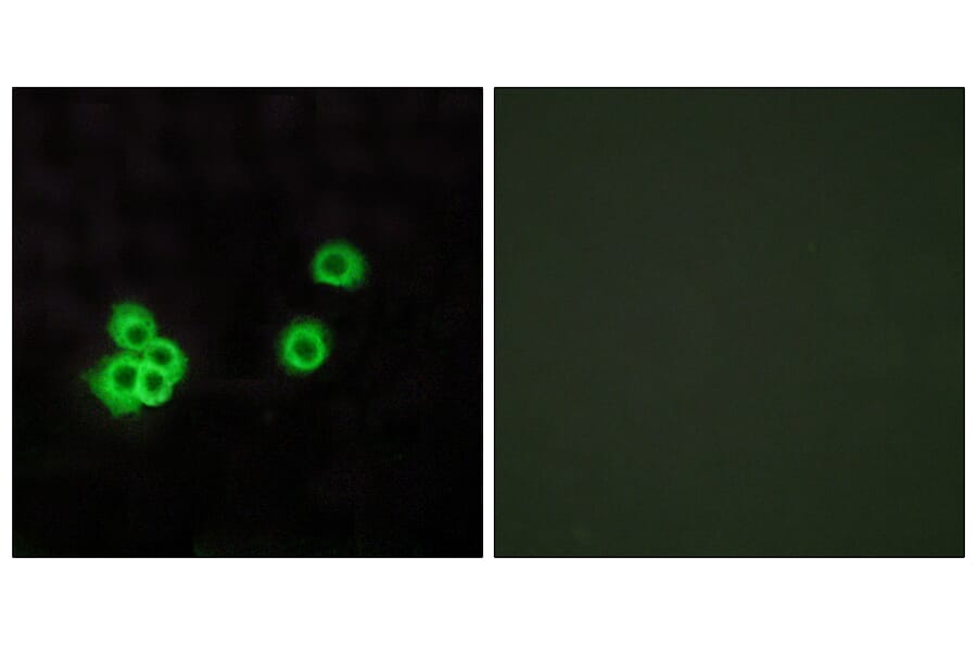 Immunofluorescence - Anti-PEA15 Antibody (C13100) - Antibodies.com