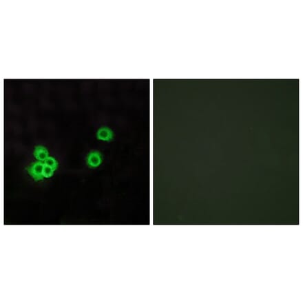 Immunofluorescence - Anti-PEA15 Antibody (C13100) - Antibodies.com