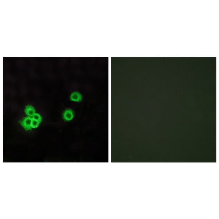 Immunofluorescence - Anti-PEA15 Antibody (C13100) - Antibodies.com