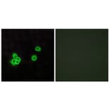Immunofluorescence - Anti-PEA15 Antibody (C13100) - Antibodies.com