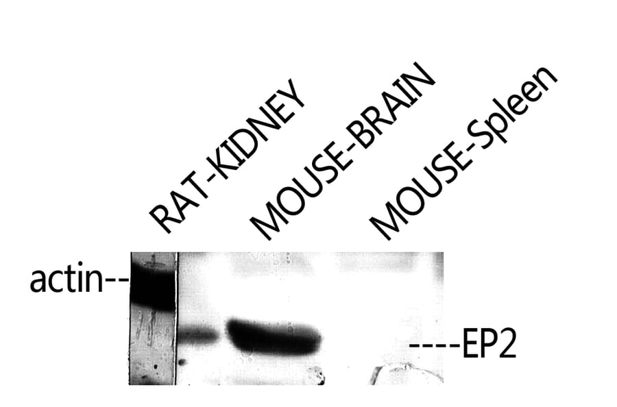 Western Blot - Anti-PE2R2 Antibody (G097) - Antibodies.com