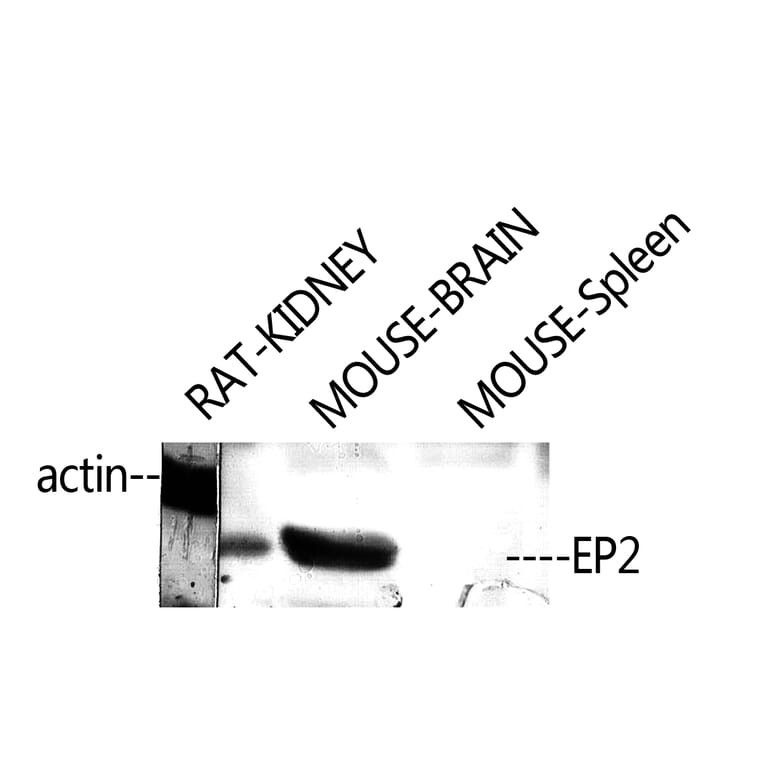 Western Blot - Anti-PE2R2 Antibody (G097) - Antibodies.com