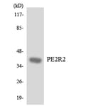 Western Blot - Anti-PE2R2 Antibody (R12-3311) - Antibodies.com