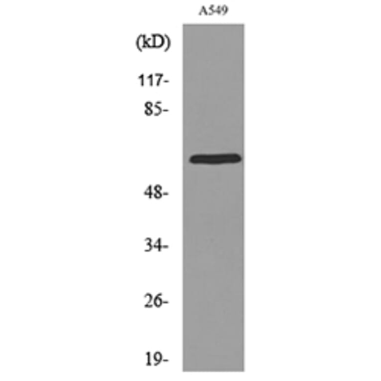 Western Blot - Anti-PDIA3 Antibody (C30255) - Antibodies.com