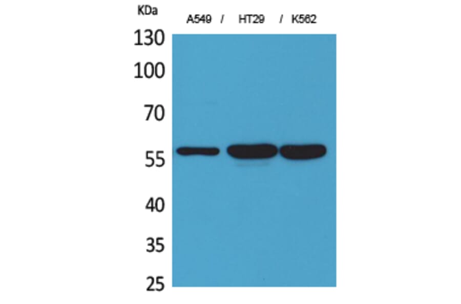 Western Blot - Anti-PDIA3 Antibody (C30255) - Antibodies.com