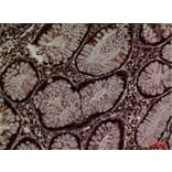 Immunohistochemistry - Anti-PDIA3 Antibody (C30255) - Antibodies.com