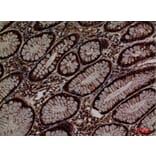 Immunohistochemistry - Anti-PDIA3 Antibody (C30255) - Antibodies.com