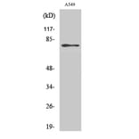 Western Blot - Anti-PDE4C Antibody (C14903) - Antibodies.com