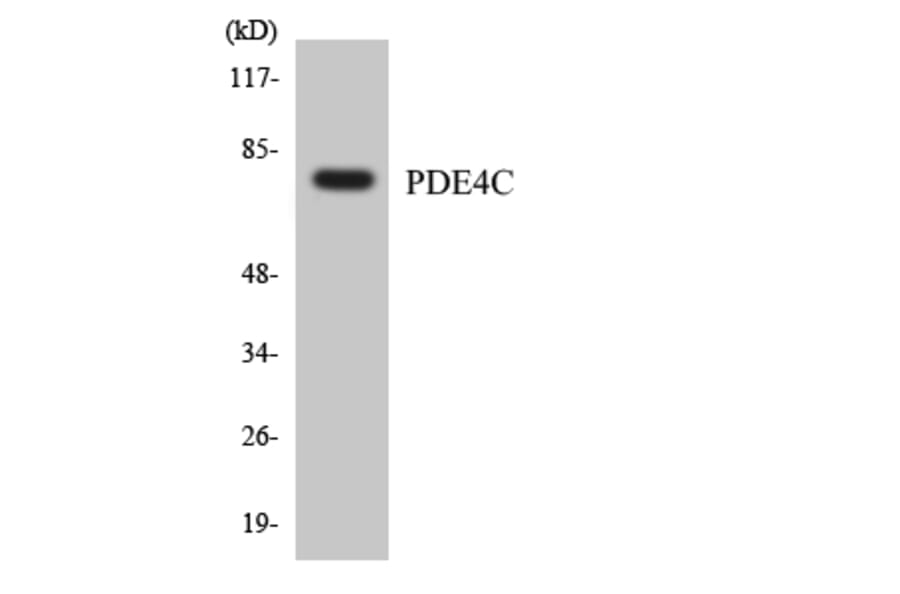 Western Blot - Anti-PDE4C Antibody (R12-3307) - Antibodies.com