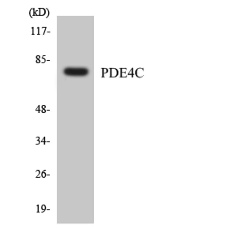 Western Blot - Anti-PDE4C Antibody (R12-3307) - Antibodies.com