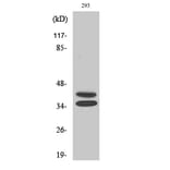 Western Blot - Anti-Pax-2 Antibody (R12-2293) - Antibodies.com