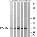 Western Blot - Anti-PARK7 Antibody (C13096) - Antibodies.com