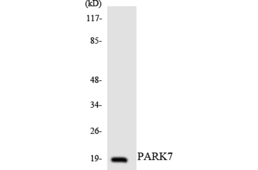 Western Blot - Anti-PARK7 Antibody (R12-3302) - Antibodies.com