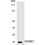 Western Blot - Anti-PARK7 Antibody (R12-3302) - Antibodies.com