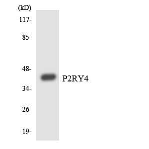 Western blot analysis of the lysates from COLO205 cells using Anti-P2RY4 Antibody.