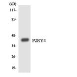 Western Blot - Anti-P2RY4 Antibody (R12-3281) - Antibodies.com