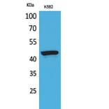 Western Blot - Anti-P2RX3 Antibody (C30189) - Antibodies.com