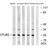 Western Blot - Anti-OTUB2 Antibody (C19413) - Antibodies.com