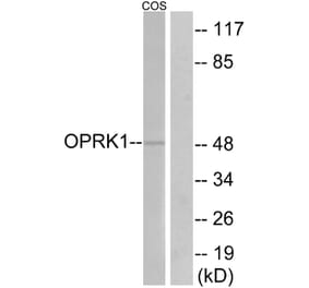 Western Blot - Anti-OPRK1 Antibody (G491) - Antibodies.com