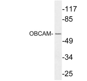 Western Blot - Anti-OBCAM Antibody (R12-2279) - Antibodies.com