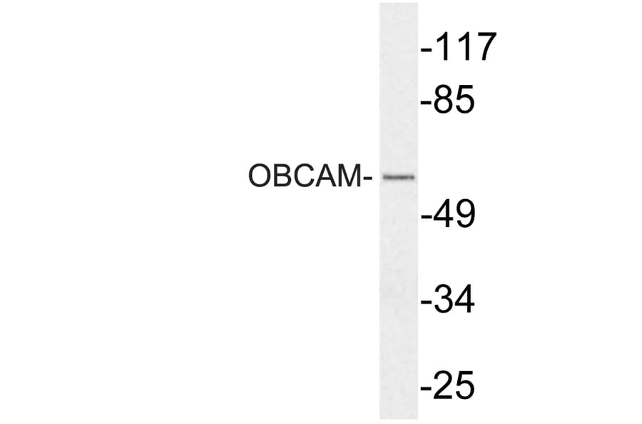 Western Blot - Anti-OBCAM Antibody (R12-2279) - Antibodies.com