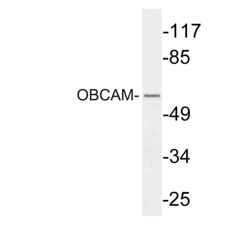 Western Blot - Anti-OBCAM Antibody (R12-2279) - Antibodies.com