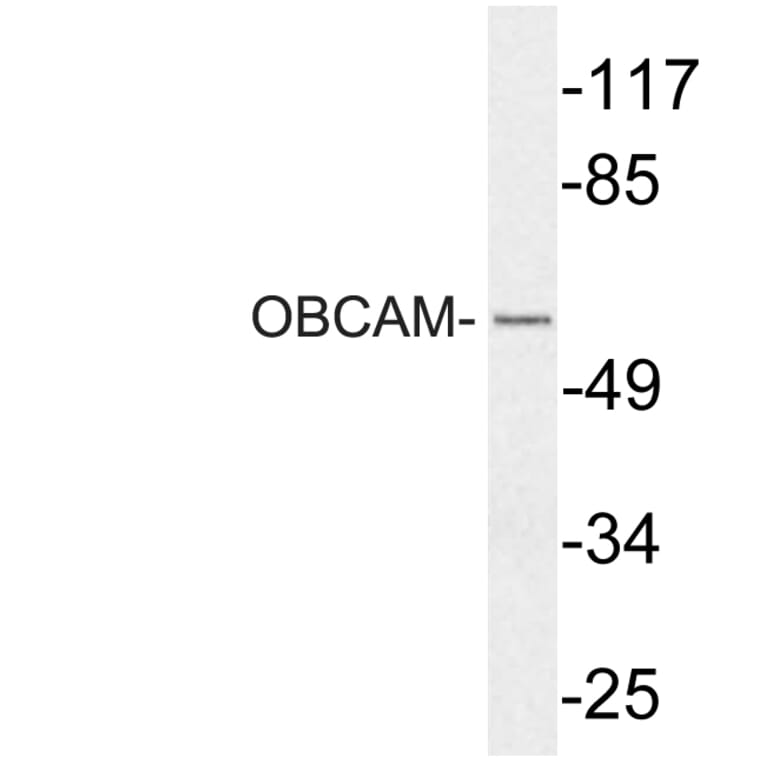 Western Blot - Anti-OBCAM Antibody (R12-2279) - Antibodies.com