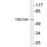 Western Blot - Anti-OBCAM Antibody (R12-2279) - Antibodies.com