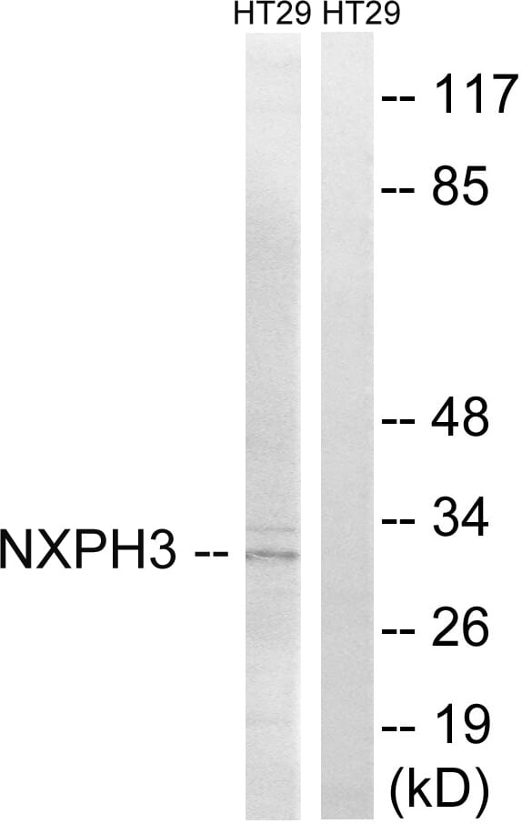 Western blot analysis of lysates from HT-29 cells using Anti-NXPH3 Antibody. The right hand lane represents a negative control, where the antibody is blocked by the immunising peptide.
