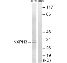 Western Blot - Anti-NXPH3 Antibody (C16917) - Antibodies.com