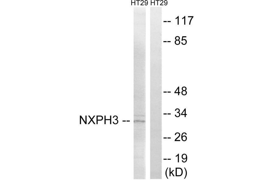 Western Blot - Anti-NXPH3 Antibody (C16917) - Antibodies.com