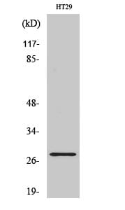 Western blot analysis of various cells using Anti-NXPH3 Antibody.