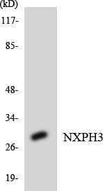 Western blot analysis of the lysates from HepG2 cells using Anti-NXPH3 Antibody.
