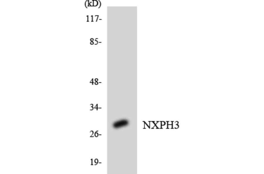 Western Blot - Anti-NXPH3 Antibody (R12-3118) - Antibodies.com