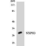 Western Blot - Anti-NXPH3 Antibody (R12-3118) - Antibodies.com