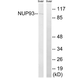 Western Blot - Anti-NUP93 Antibody (C17097) - Antibodies.com
