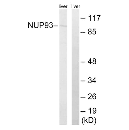 Western Blot - Anti-NUP93 Antibody (C17097) - Antibodies.com